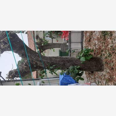 image_Coupe d'arbres