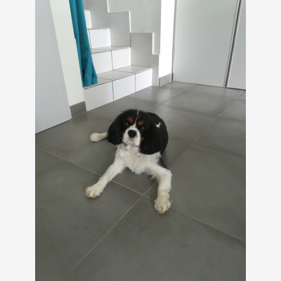image_Garde animaux