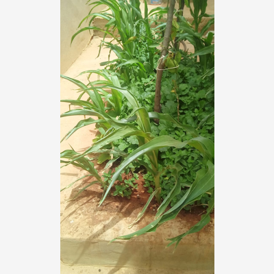 image_Garde d enfant
