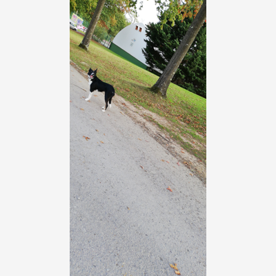 image_Pet sitting
