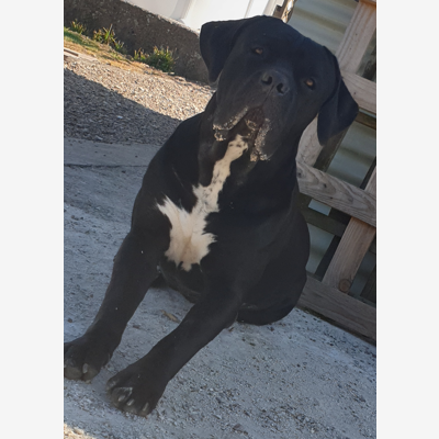 image_Garde de chiens