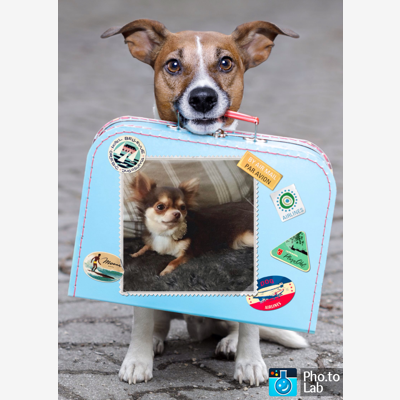 image_garde d'animaux à domicile