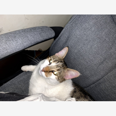 image_Recherche petsitter chat 1 an 1/2