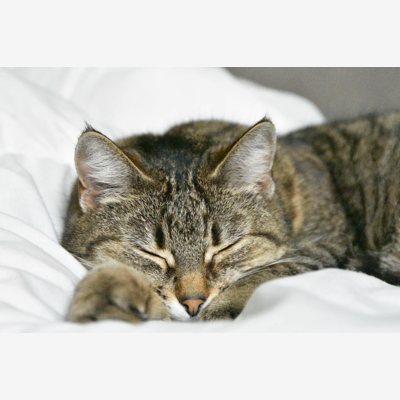 image_Visites d'animaux
