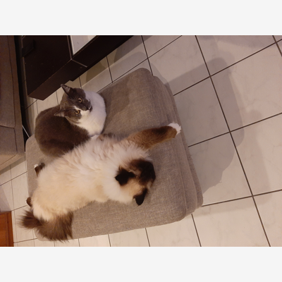 image_Garde d animaux