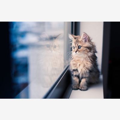 image_Garde de vos animaux de compagnie