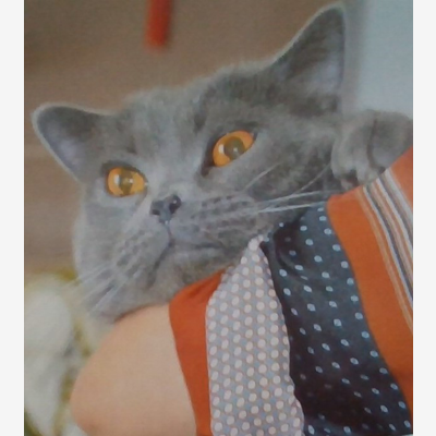 image_Garde de Chats