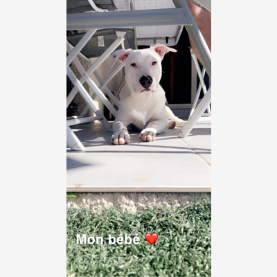 image_Affection ++, promenades et jeux pendant votre absence il sera comme à la maison 👍🏼