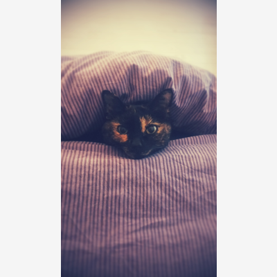 image_Cherche petsitter chat