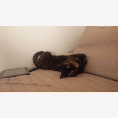 image_recherche petsitter pour garde de chat ( et soins de piqûre insuline)