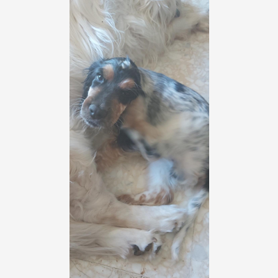 image_Garde d'animaux