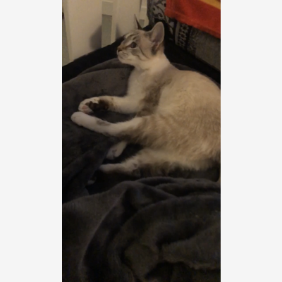 image_Garde d’animaux