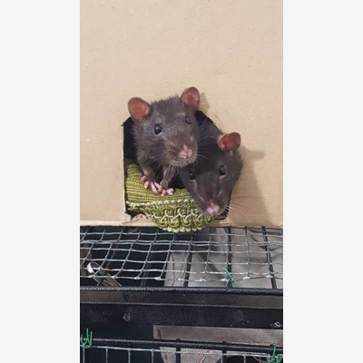 image_Garde de 3 ratounes