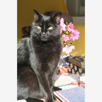 image_Garde chat