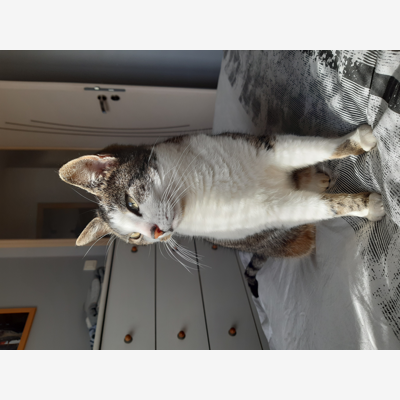 image_Garde d'animaux