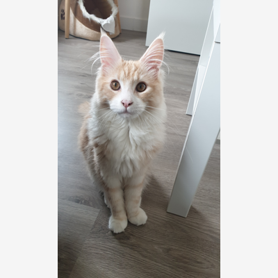 image_Garde de chiens et chats
