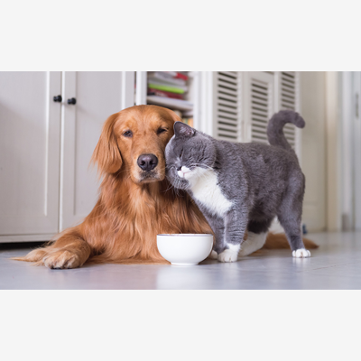 image_Garde animaux