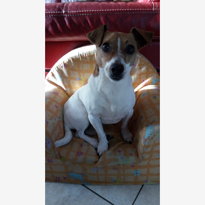 image_Garde d'animaux