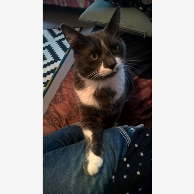 image_Recherche Pet-sitter pour chat