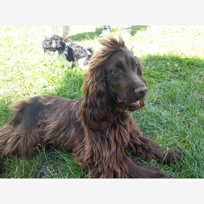 image_Famille pour mon chien