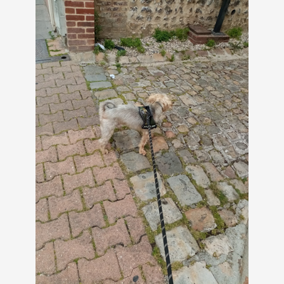 image_Garde d'animaux pendant les vacances