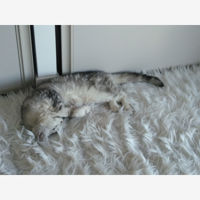 image_Garde exclusive au domicile du petsitter
