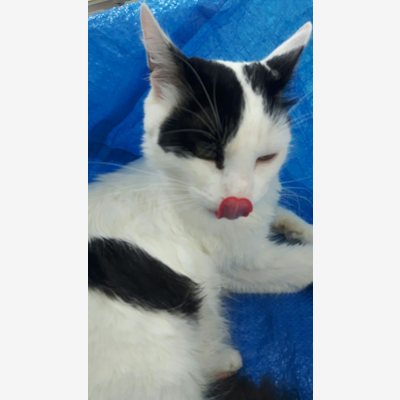 image_URGENT GARDE CHAT