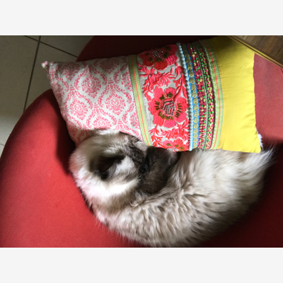 image_Recherche une personne de confiance pour accueillir notre chat