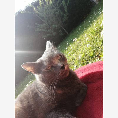 image_Garde de chat a mon domicile