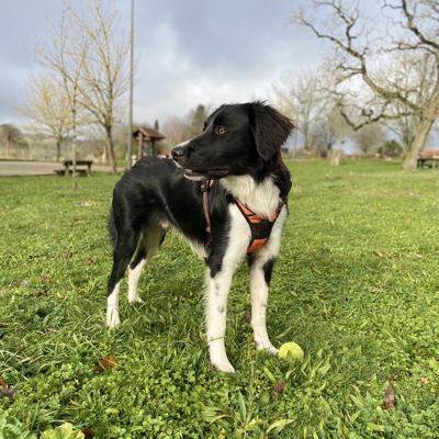 image_Garde chiens et/ou rongeurs
