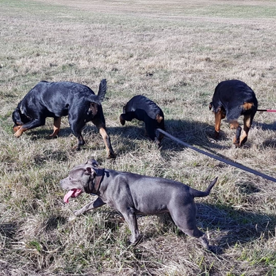 image_Propose garde de chien