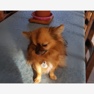 image_Garde chienne
