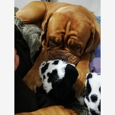image_Team Garde Animaux 🐶