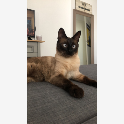 image_Garde chat