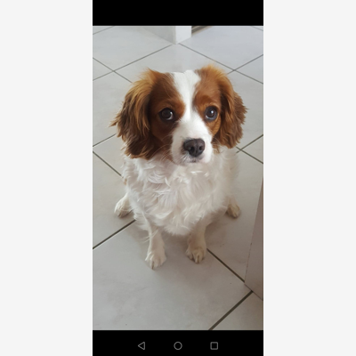 image_Recherche une famille accueillante pour notre petite chienne