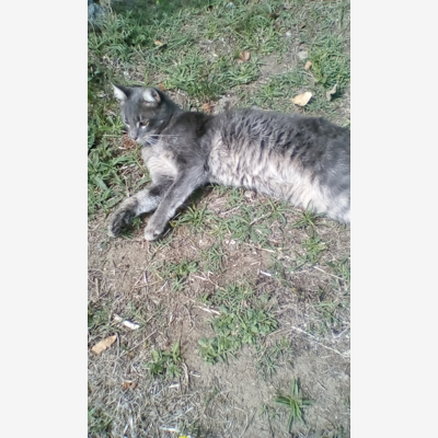 image_cherche gardien de chats