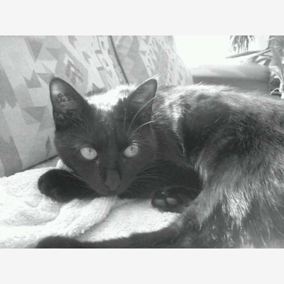 image_pet-sitter !!!