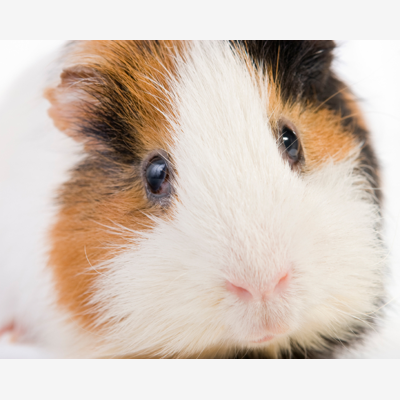 image_Garde rongeurs Pet sitting