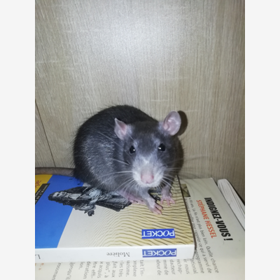 image_Garde rongeurs Pet sitting