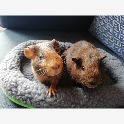 image_Garde rongeurs Pet sitting