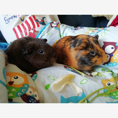image_Garde rongeurs Pet sitting Pet sitter