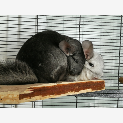 image_Garde chinchillas