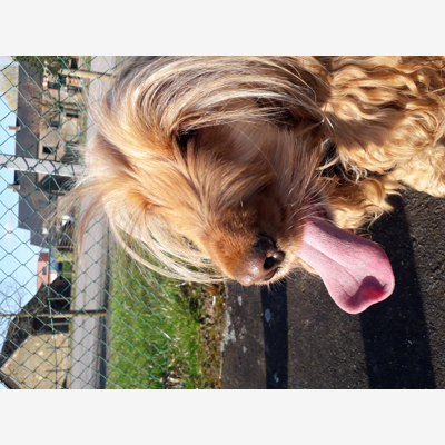 image_Garde chiens et autres animaux