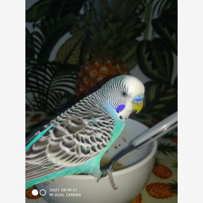 image_Garde des animaux