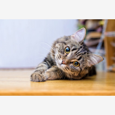 image_Propose garde d'animaux pendant l'été