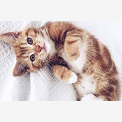 image_Propose garde d'animaux