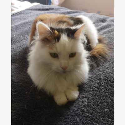 image_Garde d'animaux