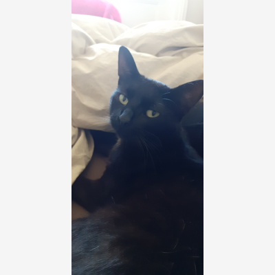 image_Recherche pension pour chat
