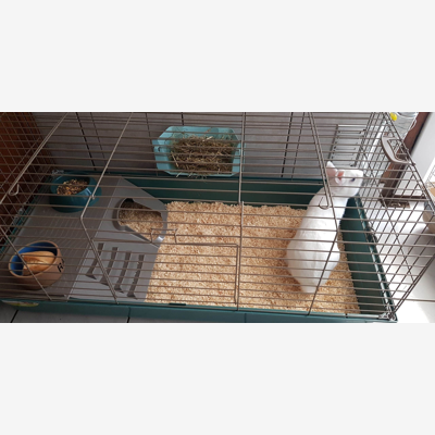 image_Lapin