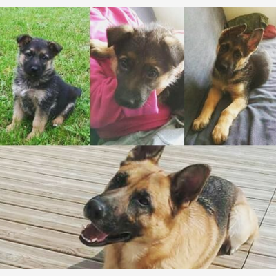 image_Je me propose pour promener votre chien :)